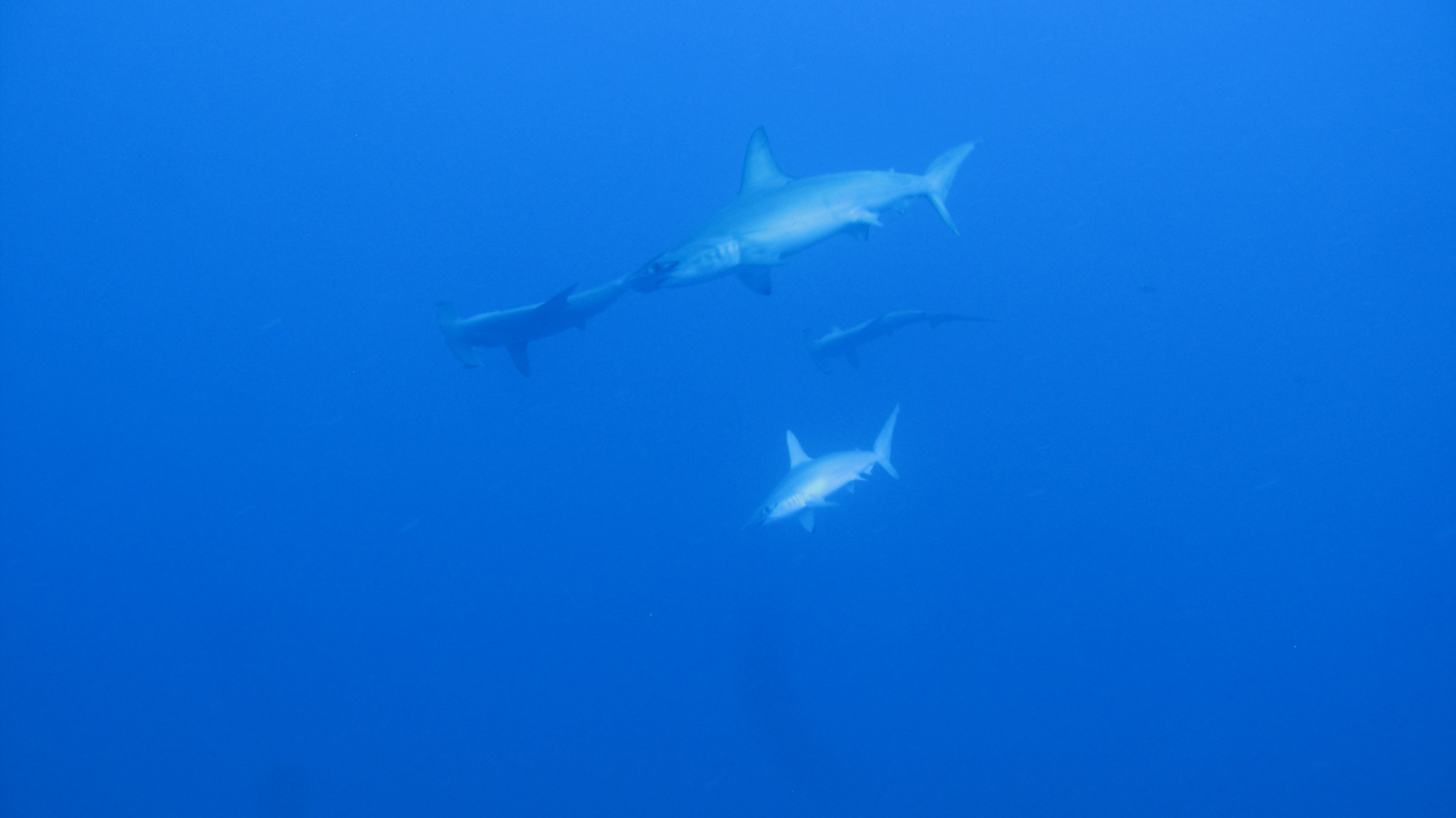 Requins marteau