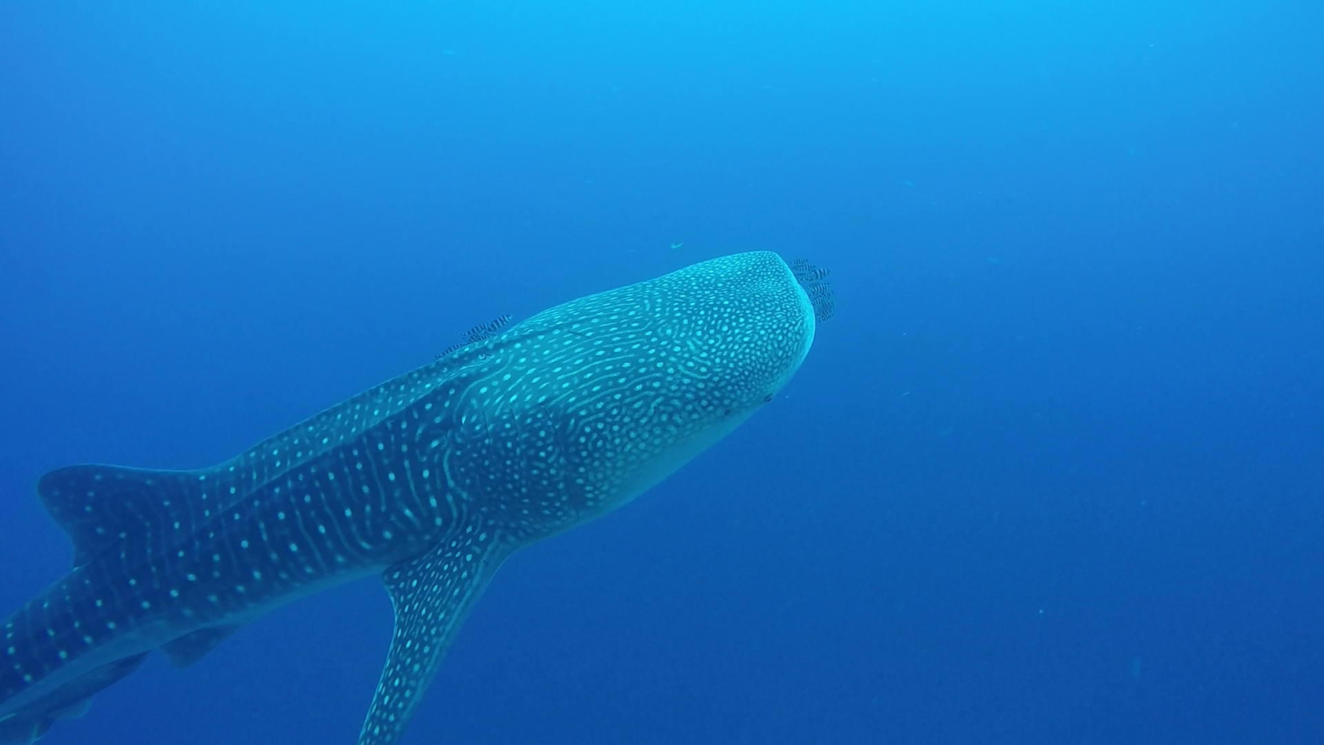 Requin baleine
