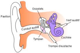 Quelques exercices pour muscler sa trompe d'eustache…