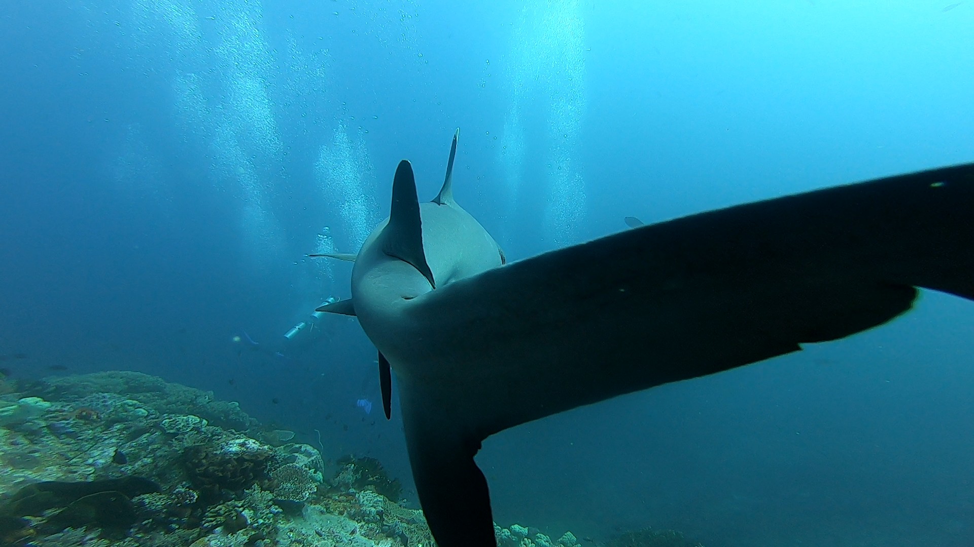 Requin sur Crystal Rock