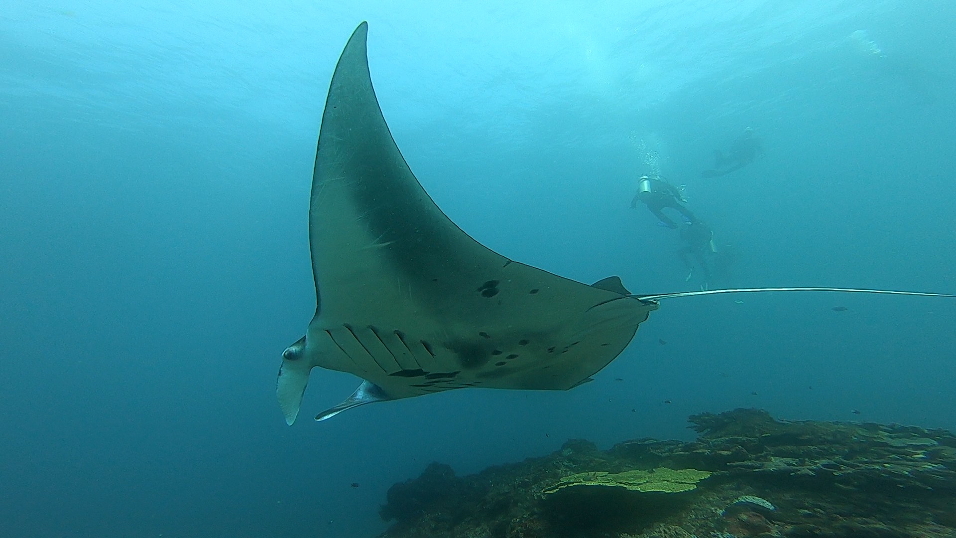 Raie Manta