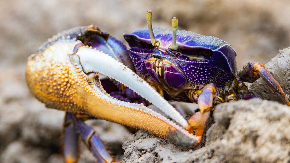 Crabe