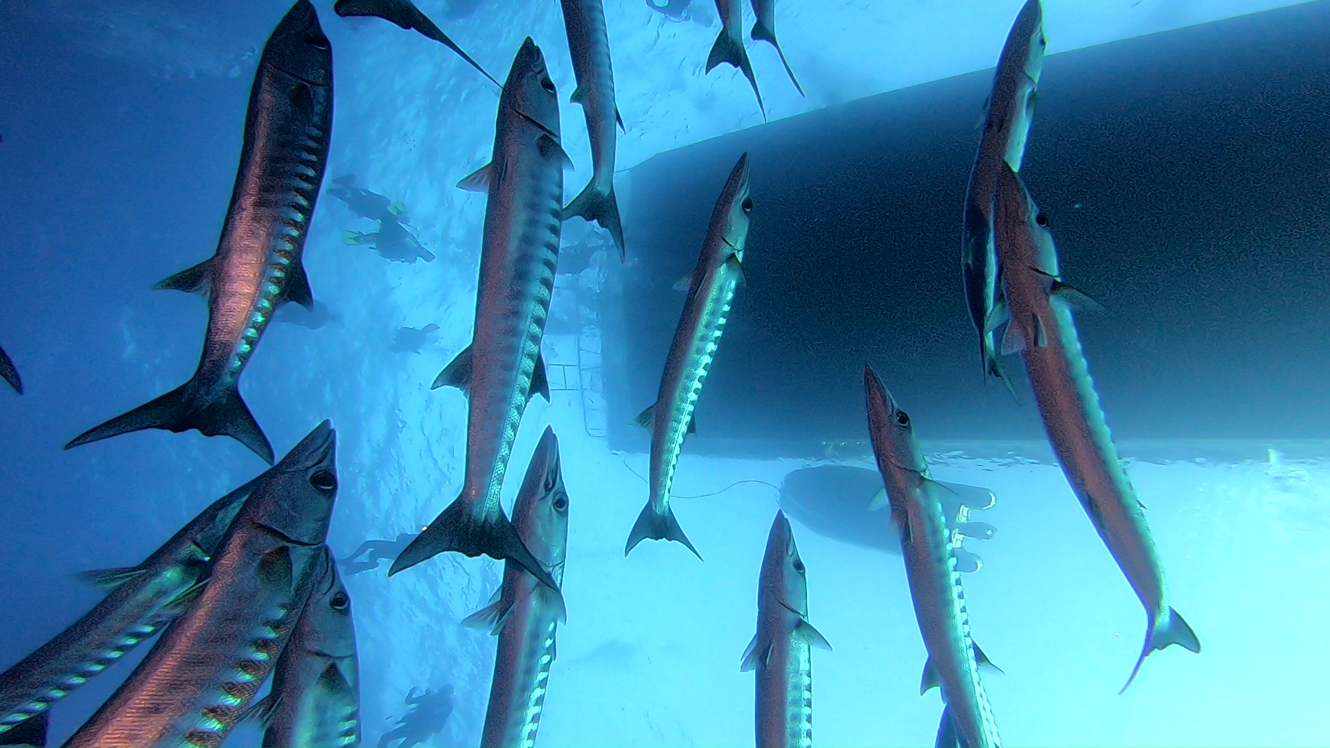 Barracudas sous Volantis