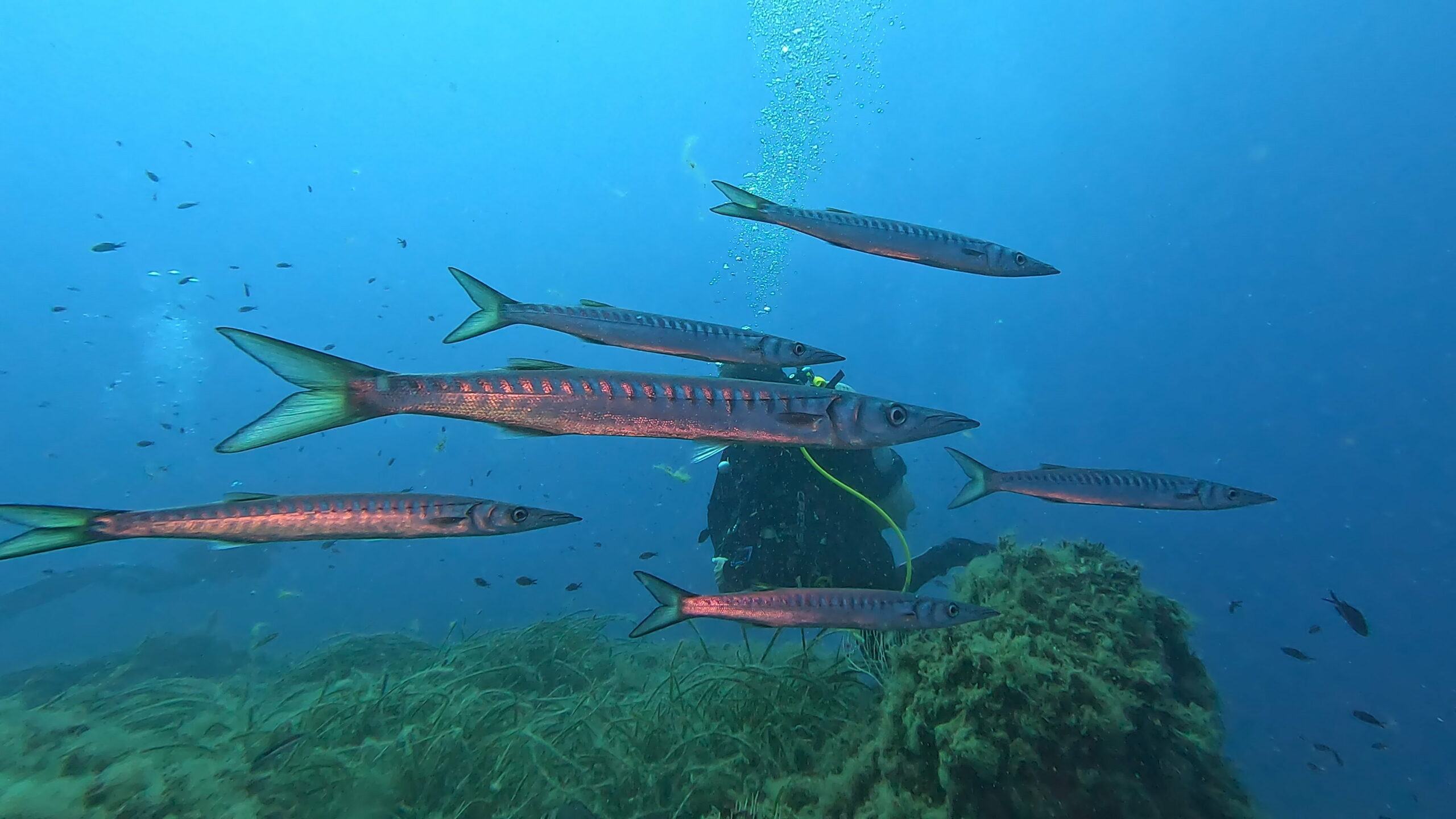 Banc de barracudas